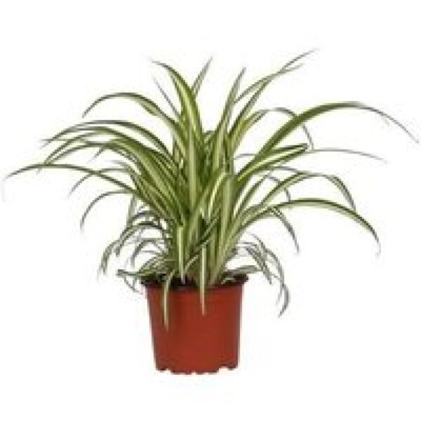 Junai.nl Konijnengras | Chlorophytum Variegatum | In 12 cm Pot
