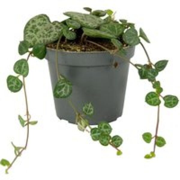 Junai.nl Lantaarnplantje Ceropegia Woodii in 9 cm pot – 20 cm stengels, 9-stek-mix