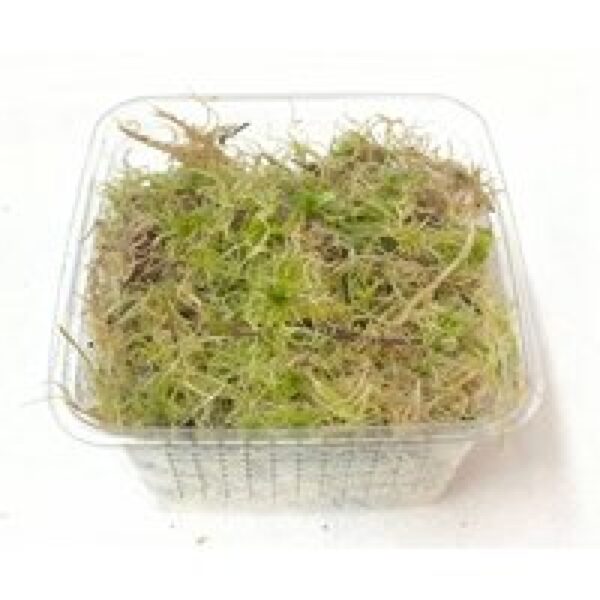 Junai.nl Levend Sphagnum Mos in Bakje +/- 50 Gram