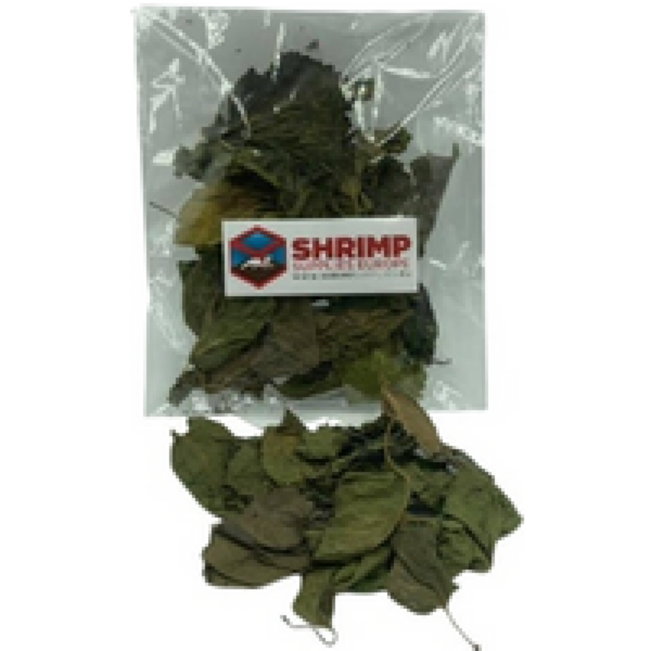 Junai.nl Moerbei Bladeren