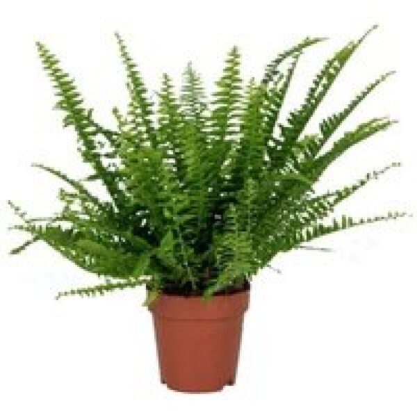 Junai.nl Nephrolepis Green Lady | In 17 cm pot