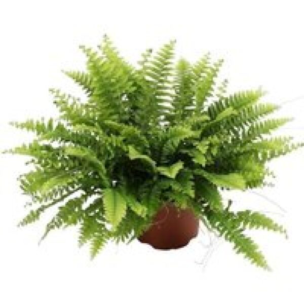 Junai.nl Nephrolepis Green Moment | In 17 cm pot