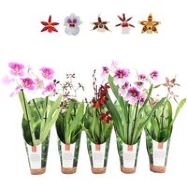 Junai.nl Orchideeën Mix Per Stuk | In 9 cm pot