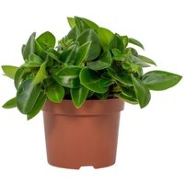 Junai.nl Peperomia Pixie | In 11 cm pot