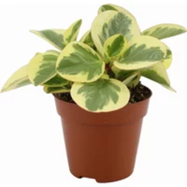 Junai.nl Peperomia obtusifolia 'Obtipan Bicolor' - Terrariumplant 12 cm pot, circa 20 cm hoog