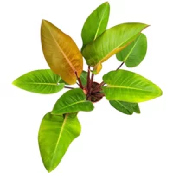 Junai.nl Philodendron ‘Mars’ | 12 cm pot | 35 cm hoog