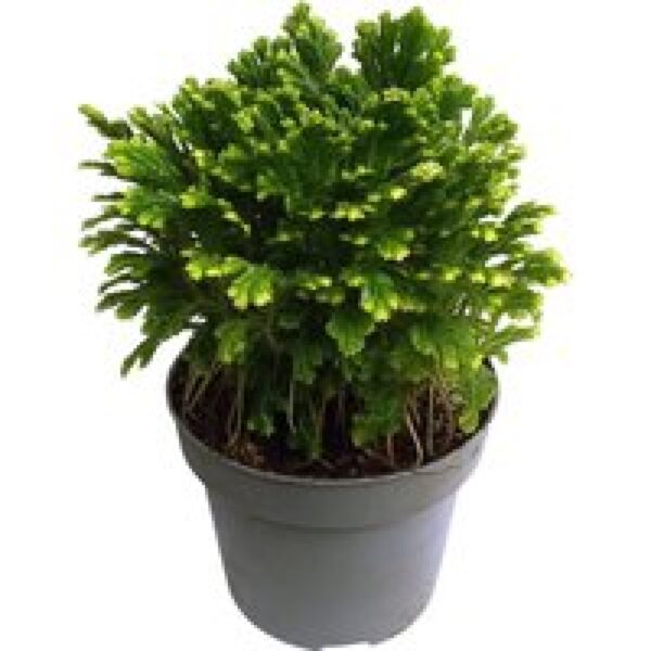 Junai.nl Selaginella martensii ‘Jori’ | 15 cm pot | 30 cm hoog