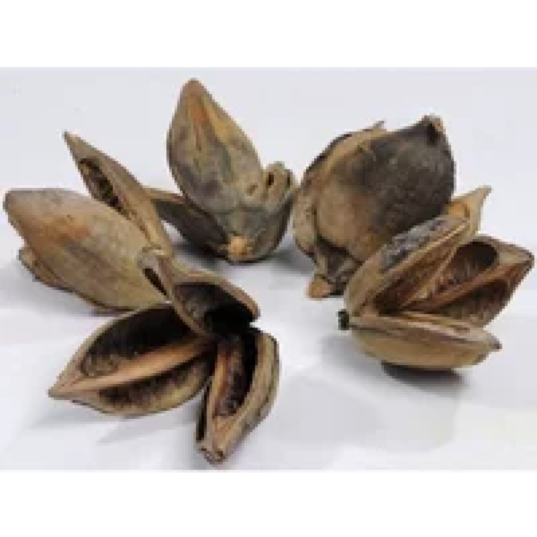 Junai.nl Sororoca Flower 9-14cm