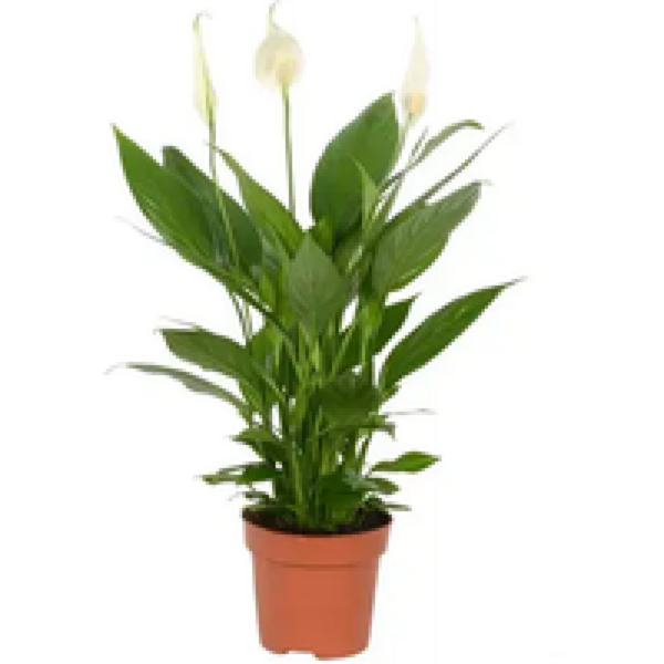 Junai.nl Spathiphyllum Alana | In 12 cm pot