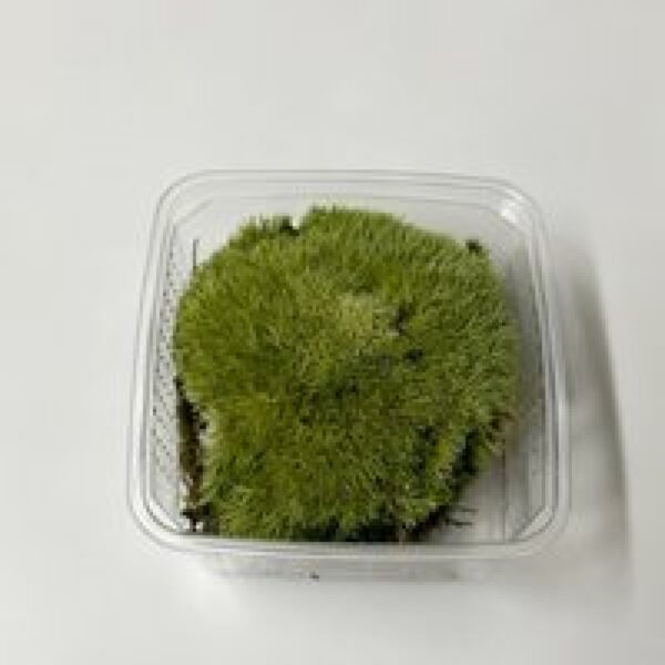 Junai.nl Speciaal Fijn Mos Bol - Zilvergroen - In Bakje +- 50 gram