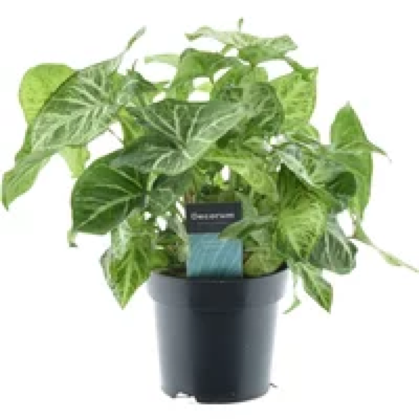 Junai.nl Syngonium Arrow | Pijlplant in 12 cm pot | 22 cm hoge tropische kamer- en terrariumplant