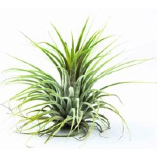 Junai.nl Tillandsia Groen | Onderhoudsarme luchtplant zonder aarde | ca. 6 cm groot | Geschikt voor terraria en decoratie
