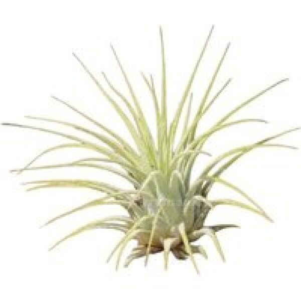 Junai.nl Tillandsia Ionantha