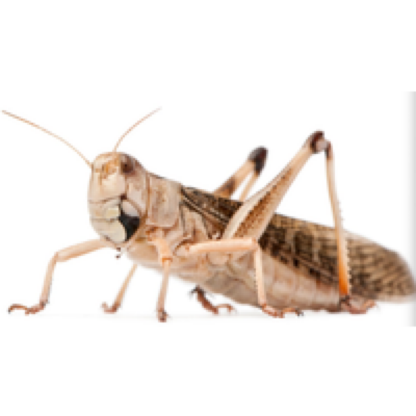 Junai.nl Treksprinkhanen Locusta migratoria – Levend reptielenvoer in bulk Maat M