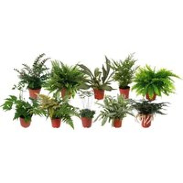 Junai.nl Varens mix in 5 cm pot – diverse soorten, 20 cm hoge terrariumplanten