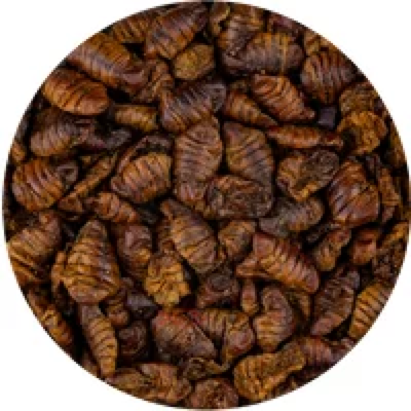 Junai.nl Zijderupsen 1,5KG