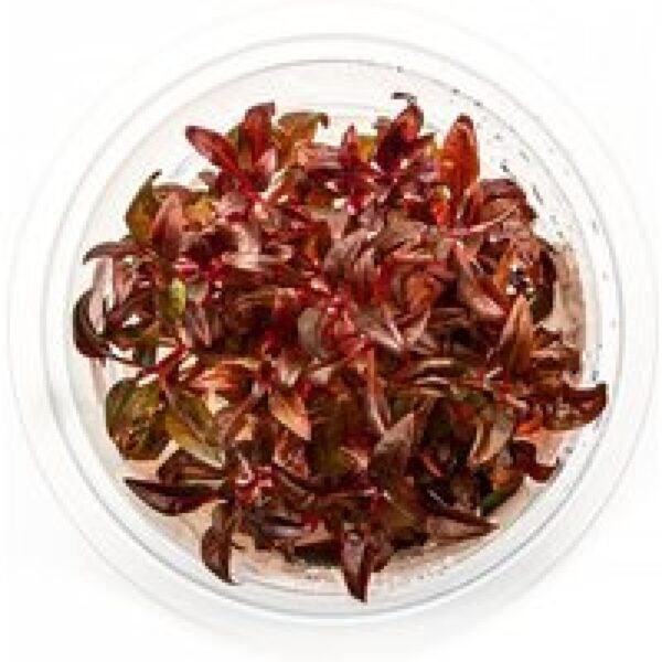 Moerings Alternantera Minima | Mini Papegaaiblad | in 100CC vitro cup Waterplant