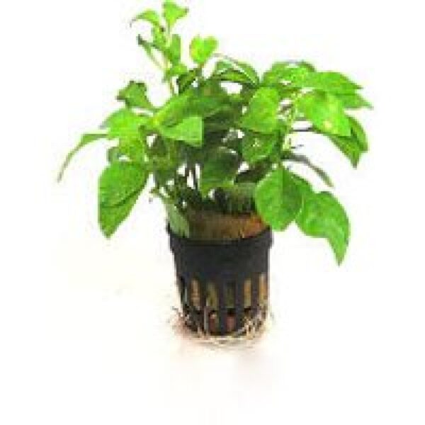 Moerings Alternanthera Bettzickiana in 5 cm pot
