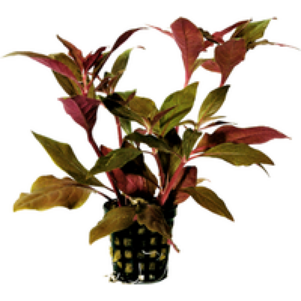 Moerings Alternanthera Cardinalis | In 5 cm pot