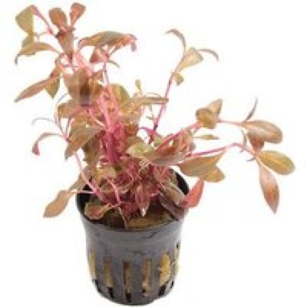 Moerings Alternanthera Reineckii Mini | Papegaaienblad | in 5 cm pot