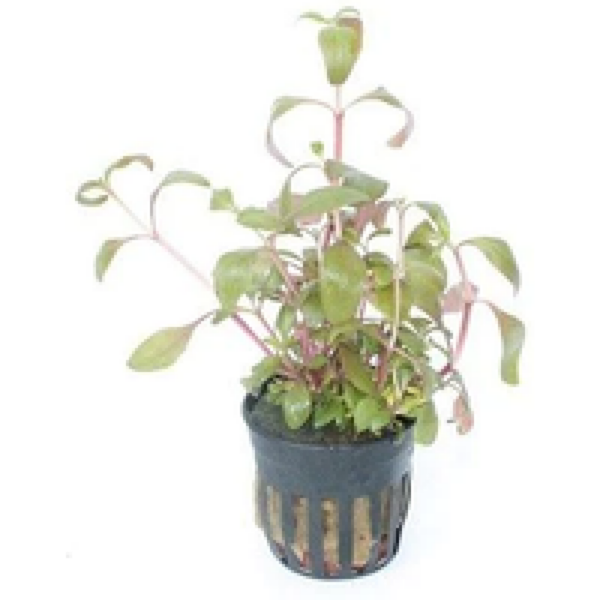 Moerings Alternanthera Reineckii | Papegaaienblad | in 5 cm pot