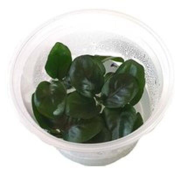 Moerings Anubias nangi in 100CC vitro cup Waterplant