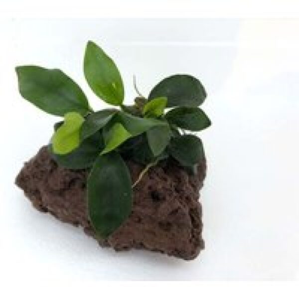Moerings Anubias op lavasteen Waterplant