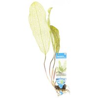 Moerings Aponogeton Madagascariensis | Gaasplant | Los