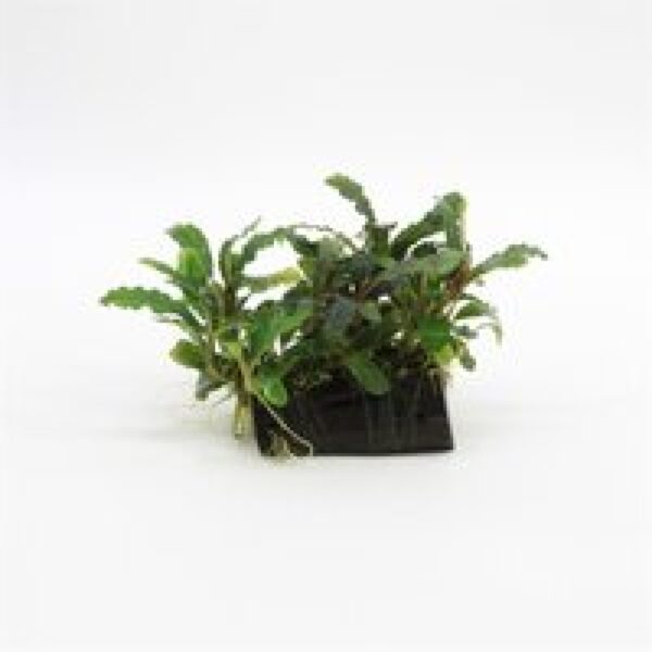 Moerings Bucephelandra op driftwood | Small Waterplant