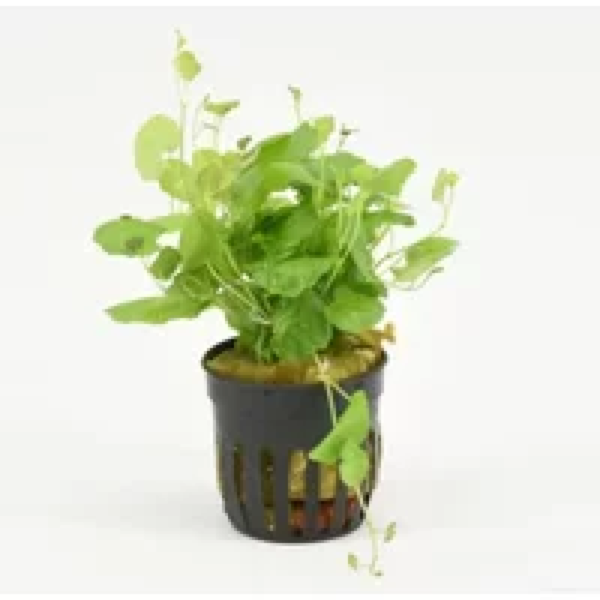 Moerings Cardamine lyrata | Chinese klimop | in 5 cm pot