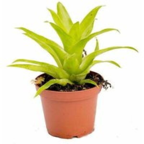 Moerings Catopsis Bromelia | In 5 cm pot