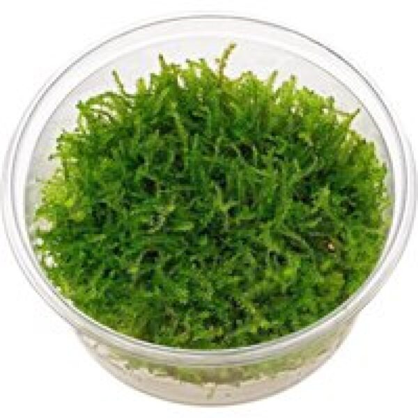 Moerings Christmas mos in 80 cc cup Waterplant