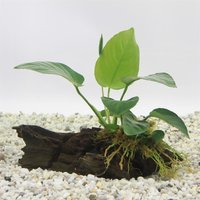 Moerings Driftwood met Anubias | Medium Waterplant
