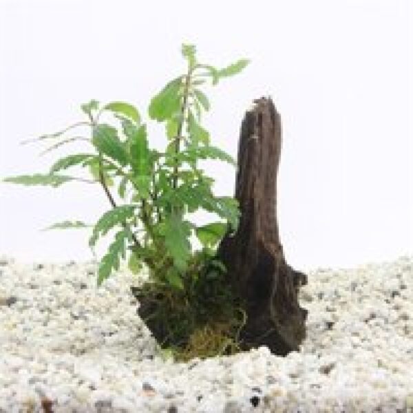 Moerings Driftwood met Hygrophila Pinnatifida | Small Waterplant