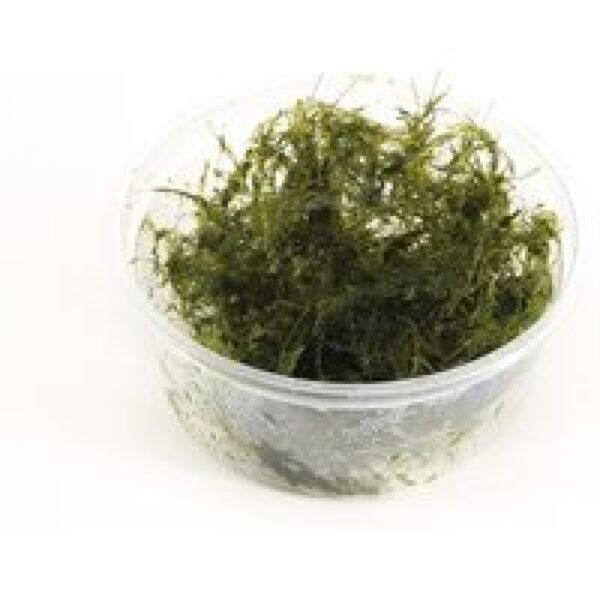 Moerings Fissidens Fontanus | Phoenix mos | in 80 cc cup Waterplant