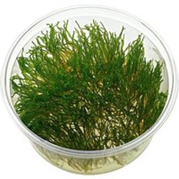 Moerings Flame mos | Fire mos | in 80 cc cup Waterplant