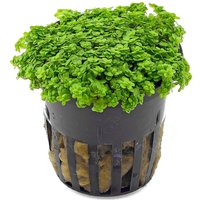 Moerings Hemianthus Callitrichoides | Dwergparelkruid | in 5 cm pot