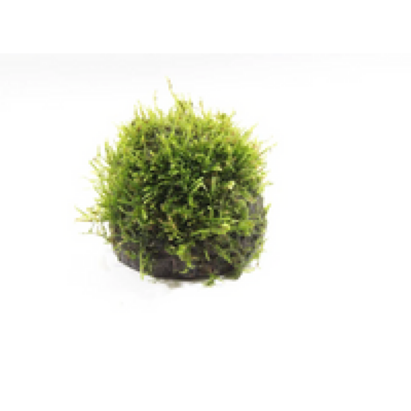 Moerings Javamos op halve kokosnoot Waterplant