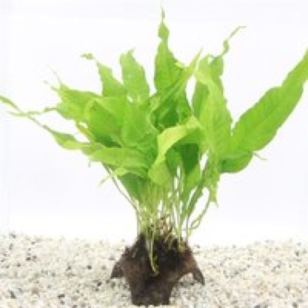 Moerings Javavaren op 3-gaats cocosnoot (Microsorum Pteropus) Waterplant