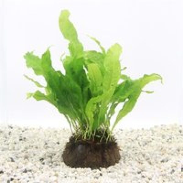 Moerings Javavaren op halve cocosnoot (Microsorum Pteropus) Waterplant