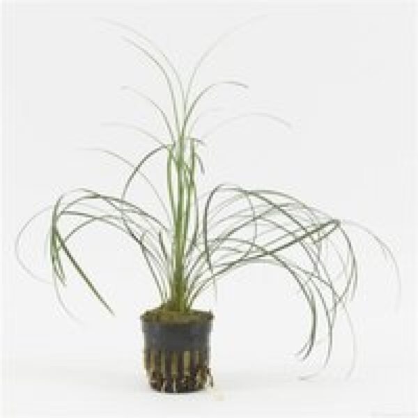 Moerings Ophiopogon Japonica | In 9CM pot