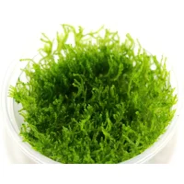 Moerings Peacock mos | Phoenix mos | in 80 cc cup Waterplant