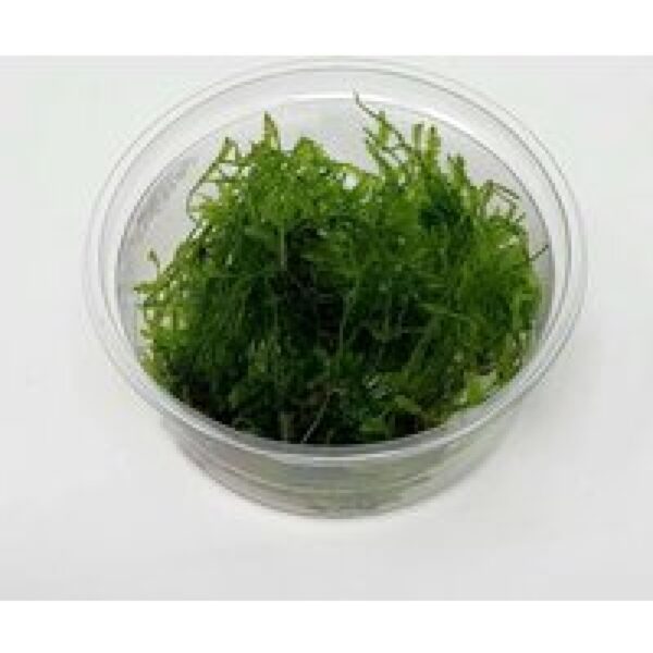 Moerings Spikey mos | Punt Mos | in 80 cc cup Waterplant