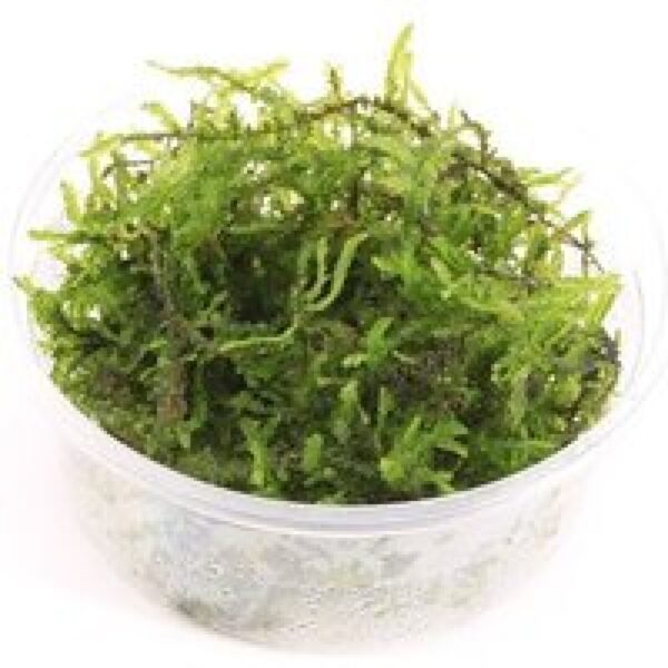 Moerings Weeping mos | Treurmos | in 80 cc cup Waterplant