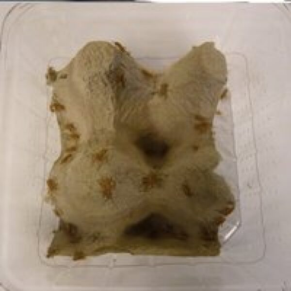 QB Insects Levende Huiskrekels Maat 2