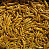 QB Insects Levende Meelwormen 1 KG
