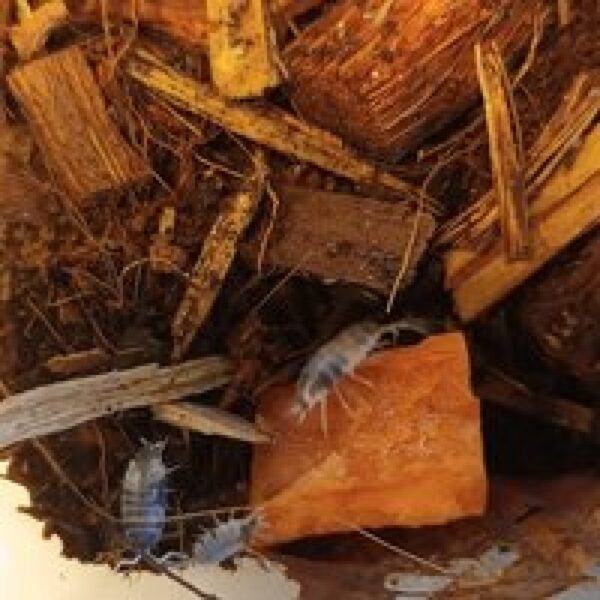 QB Insects Porcellionides Pruinosus "Oreo Crumble" Ca. 20 stuks