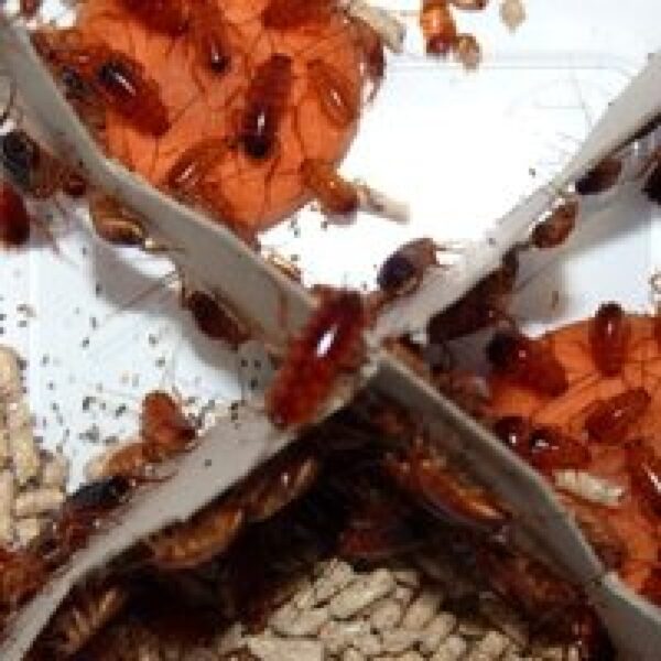 QB Insects Red Runners