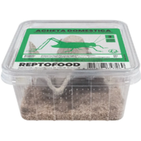 Repto Food Levende Huiskrekels in Bakje Maat 3 - 100 stuks
