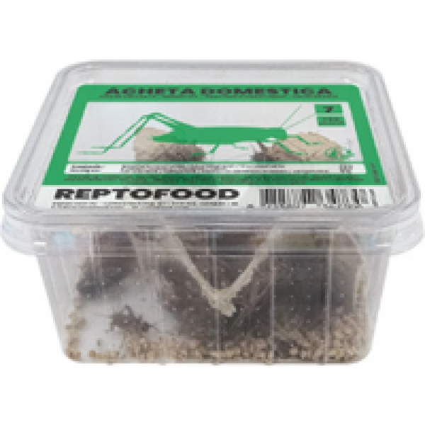 Repto Food Levende Huiskrekels in Bakje Maat 7 - 50 stuks